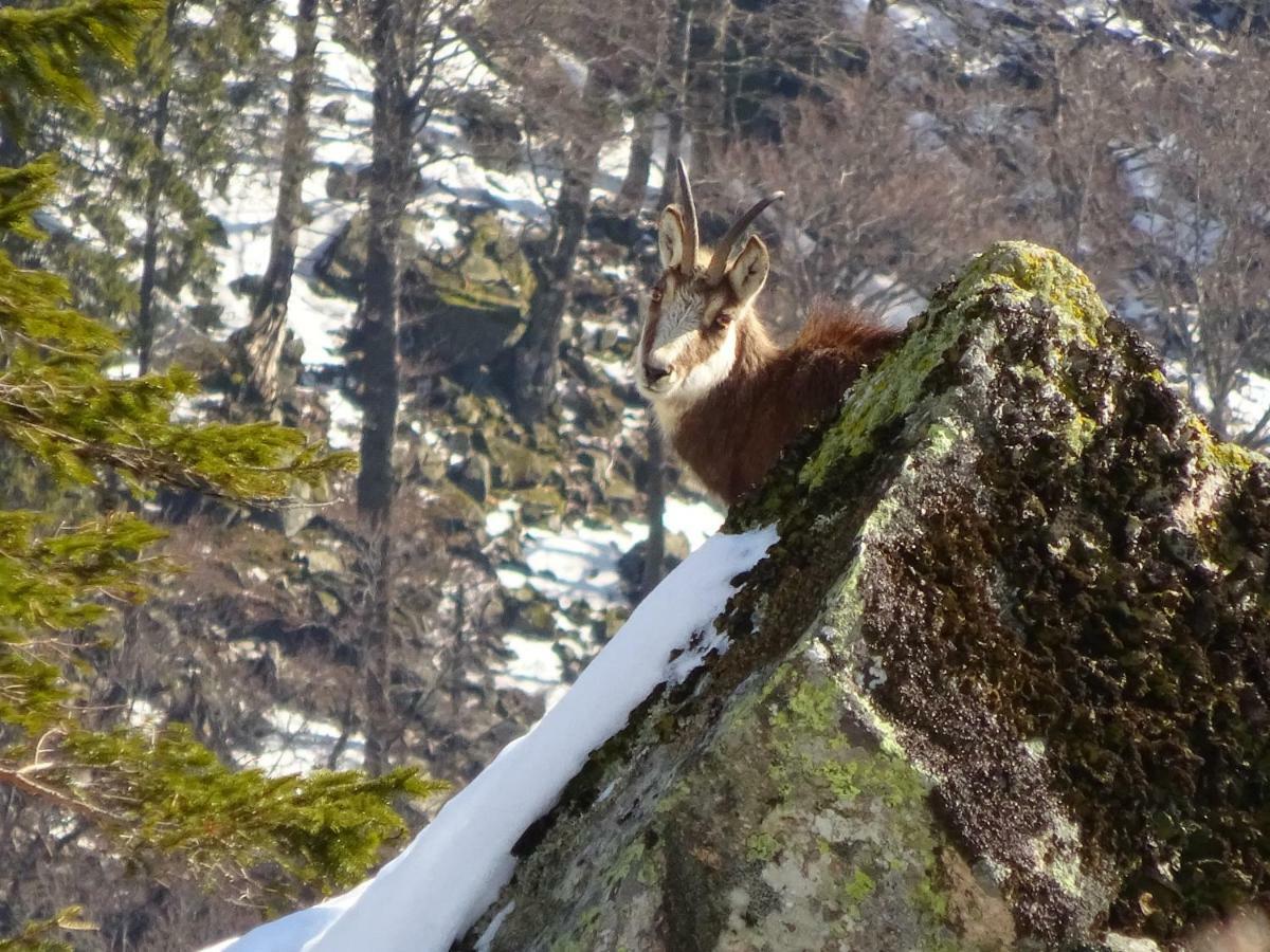 Willa Chalet La Petite Perle Gérardmer Zewnętrze zdjęcie